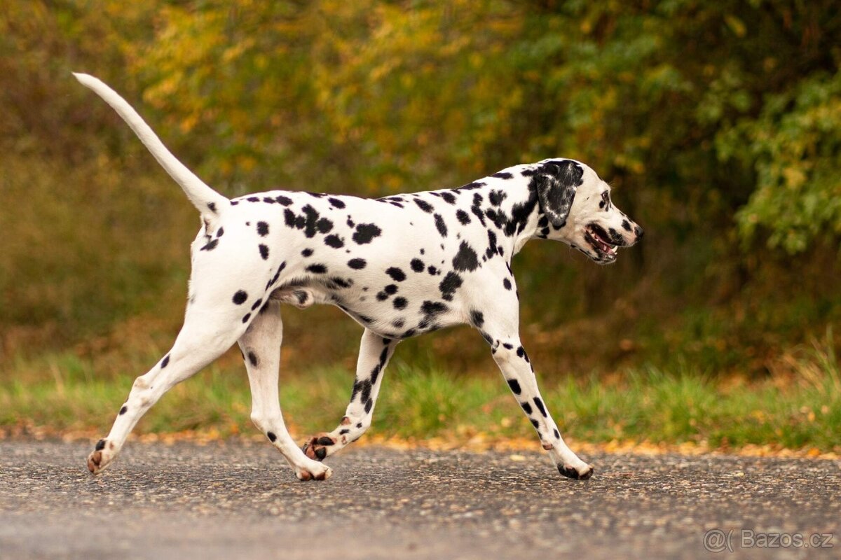 Dalmatin - štěňátka s PP FCI - 3
