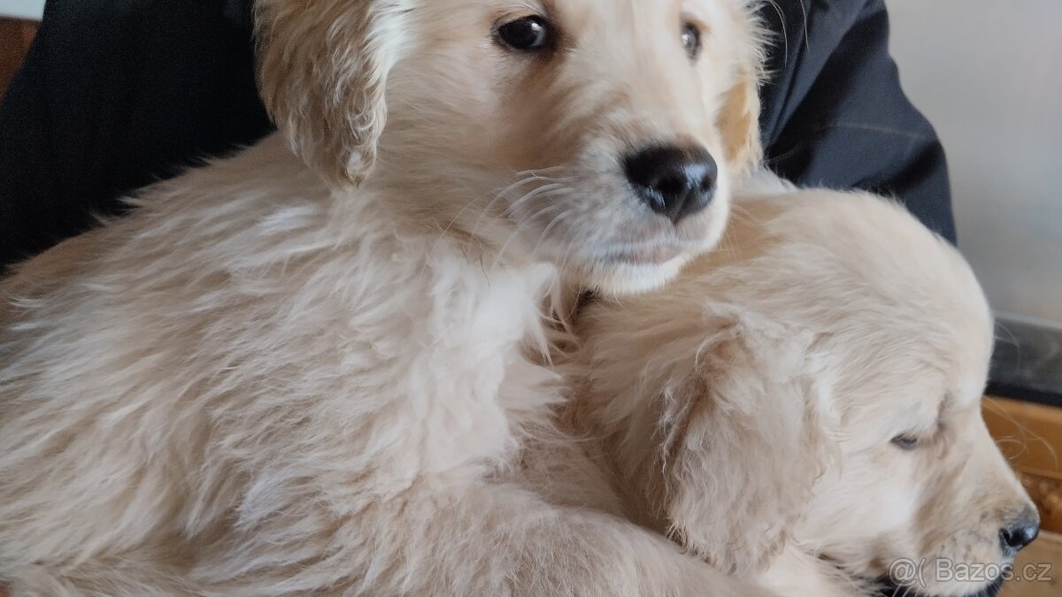 Zlatý retrívr - 3