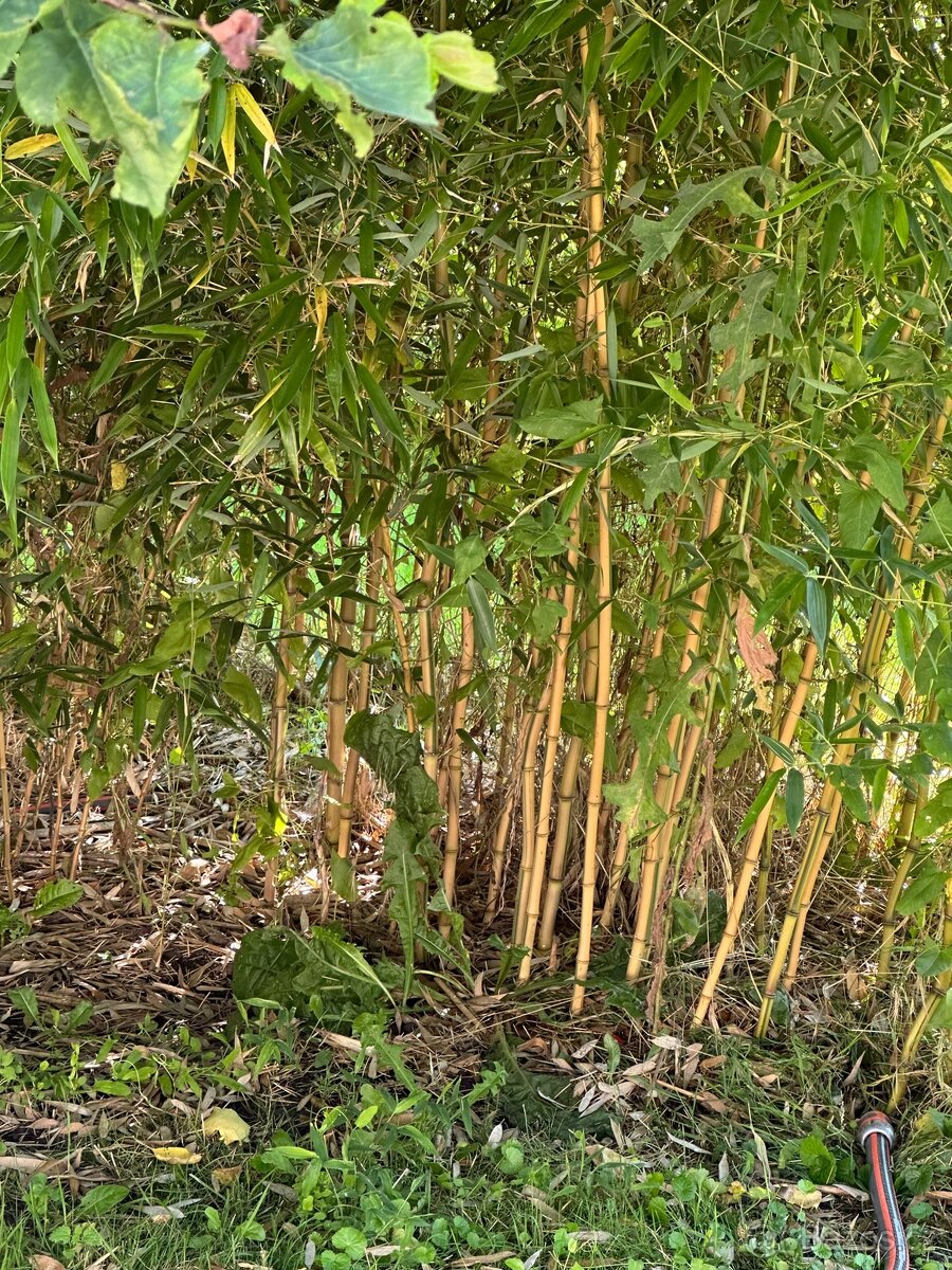 Zahradní bambus - 3