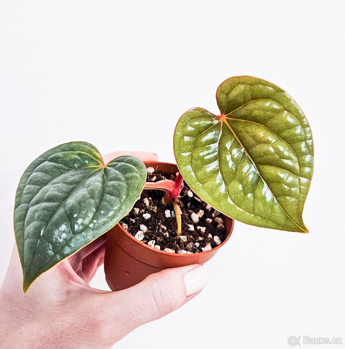 Anthurium Luxurians raritka - 3