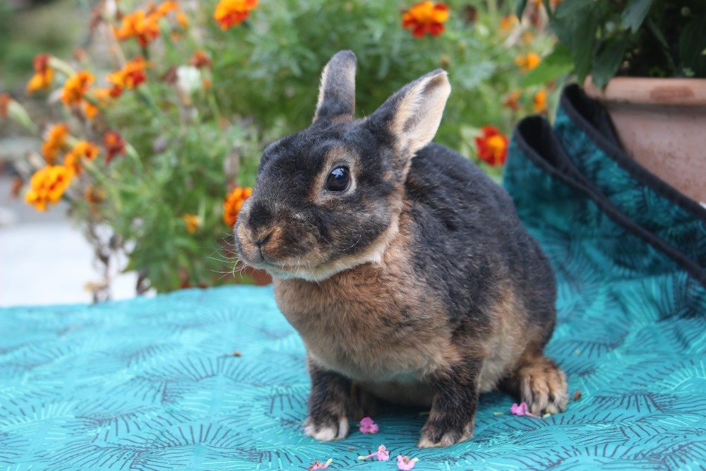 Zakrslý REX tříslový černý s PP - 3