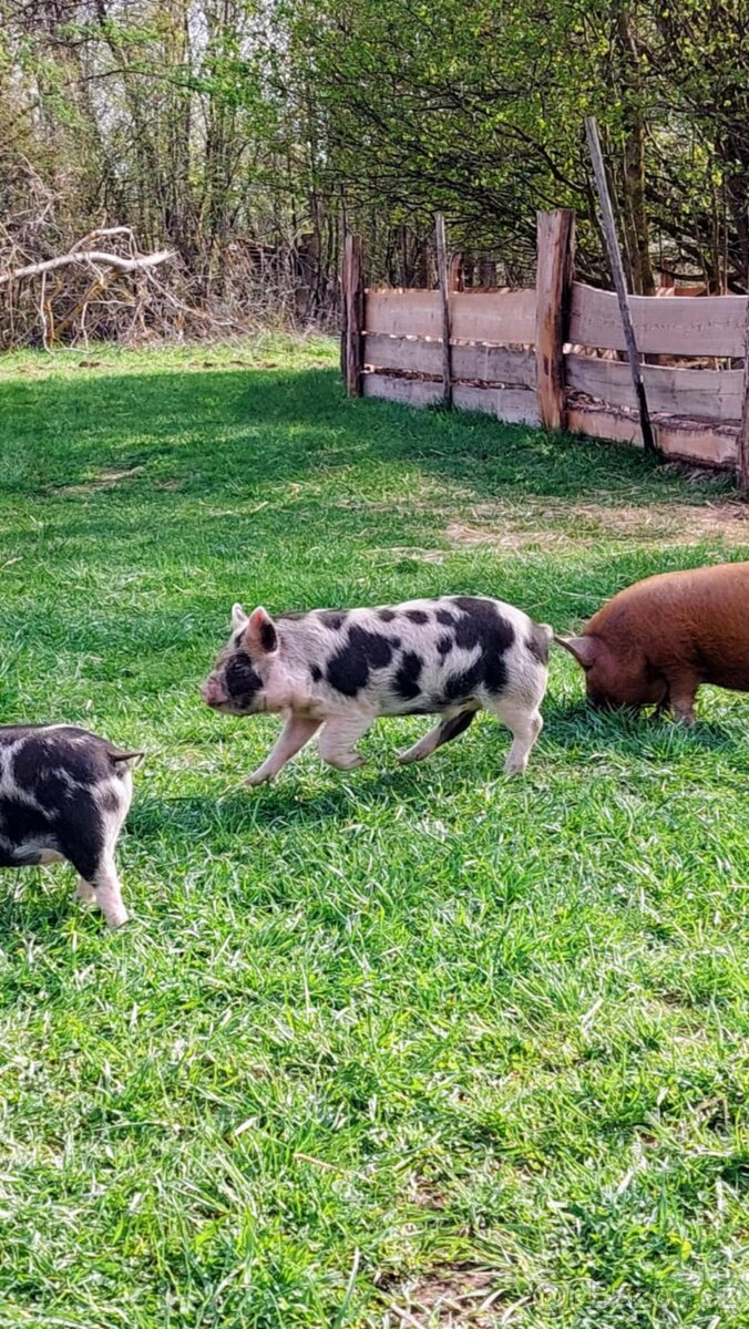 Prodám selata kune kune 1500 Kč/ks - 3