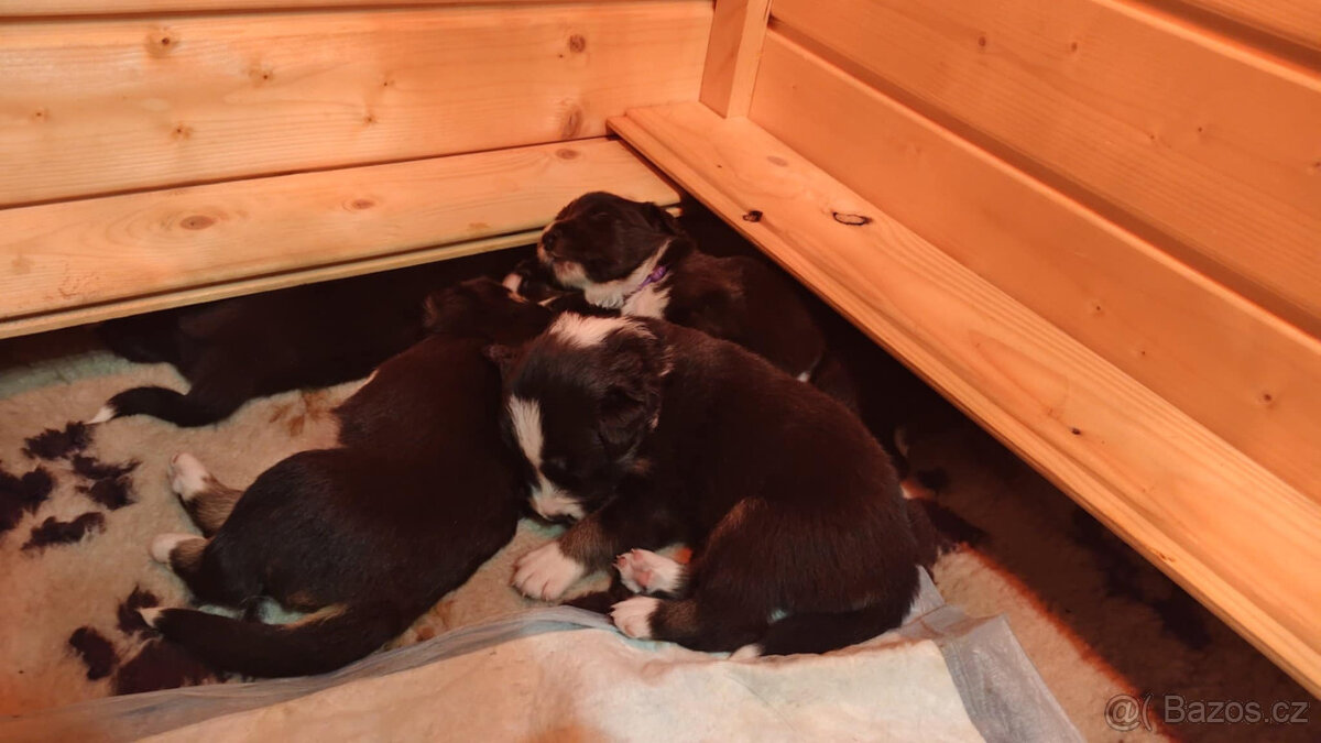 Border kolie s PP: - 3