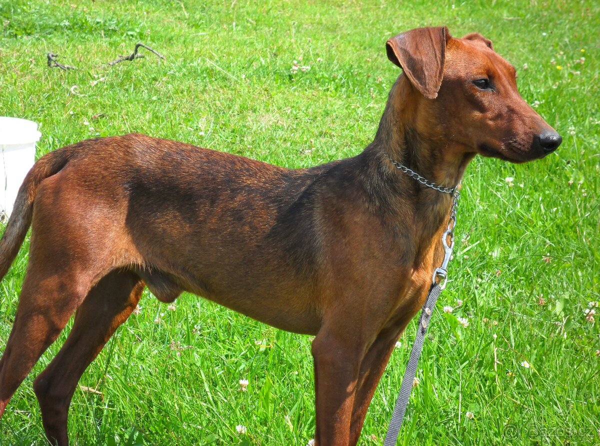 Německý pinč - štěňata s PP - 3