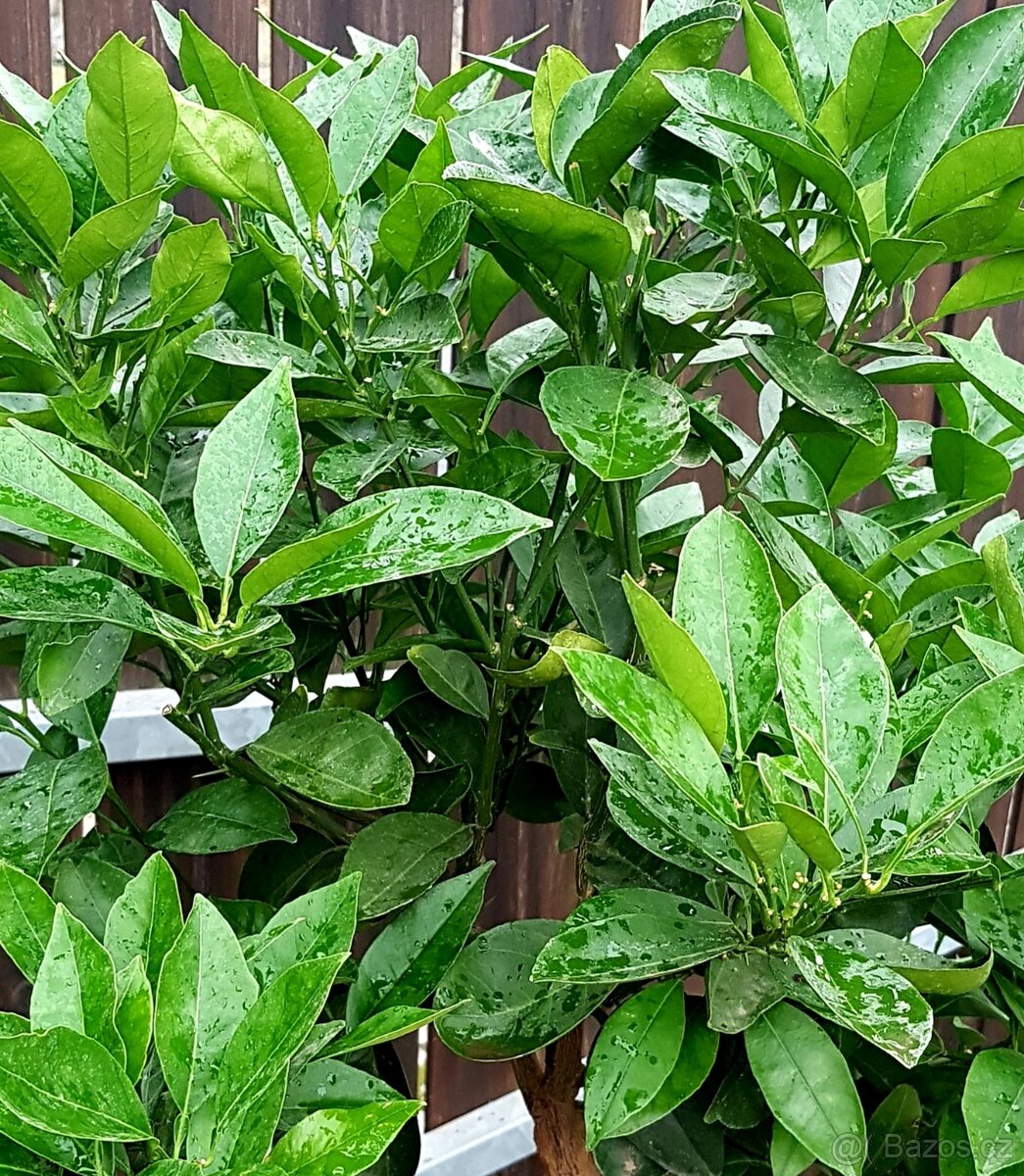 Pomerančovník, Hamlin, citrusy, stromky, S PLODY - 3