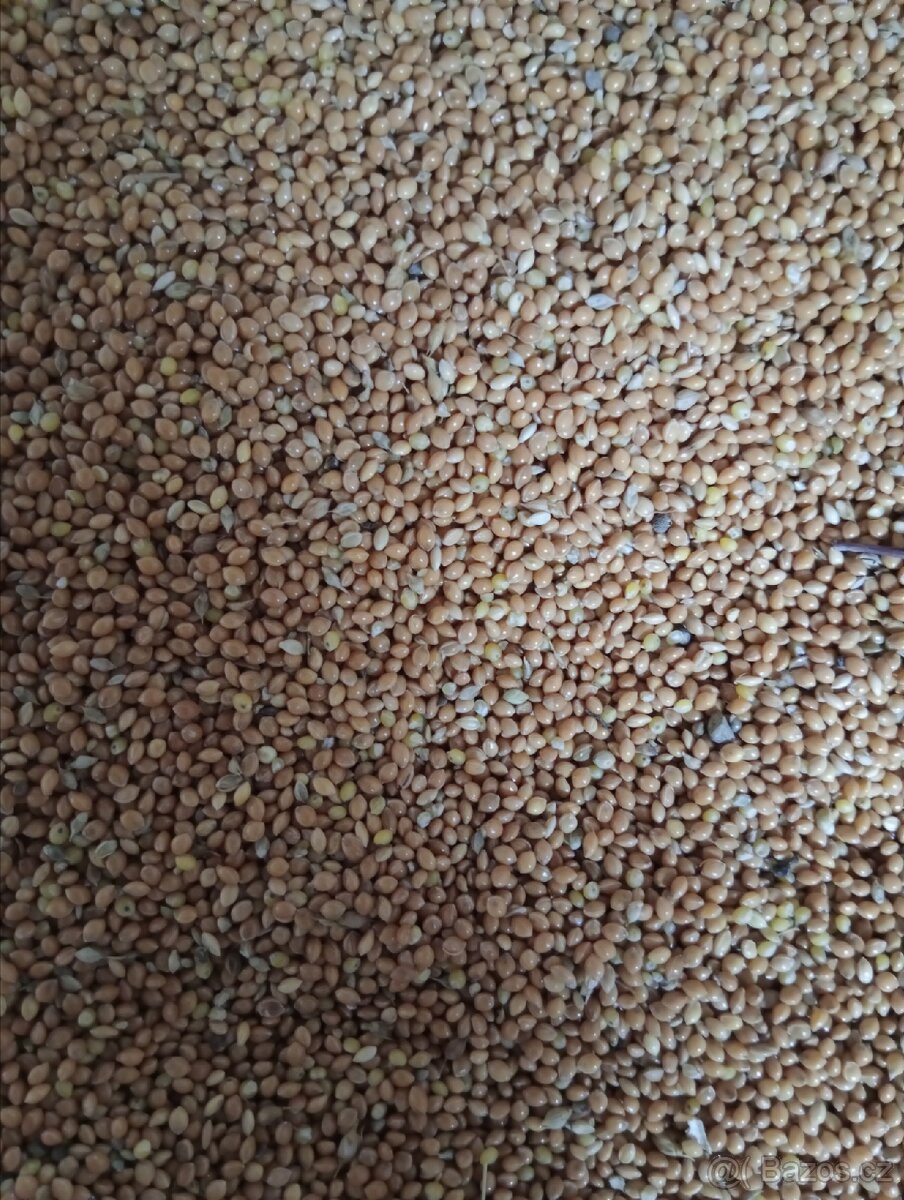 Prodám krmné obilí - 3