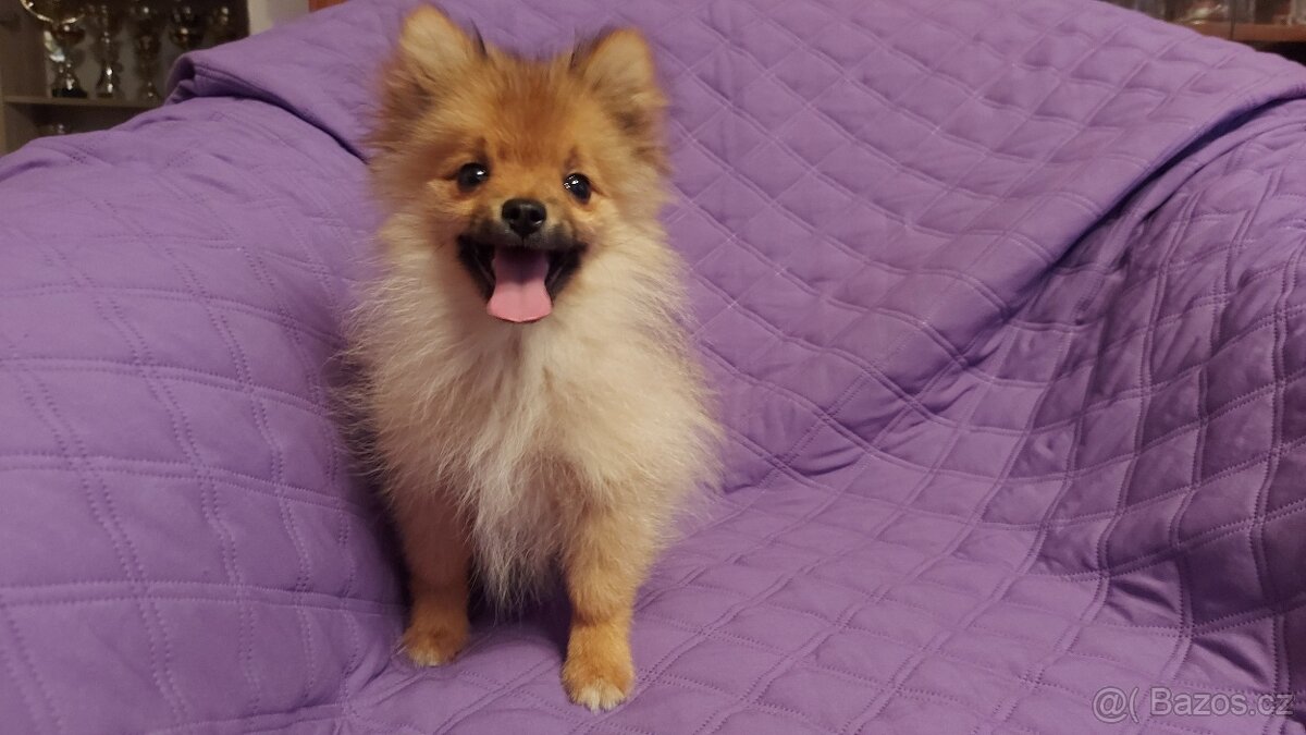 Špic, nemecký špic , oranžový špic, pomeranian - 3