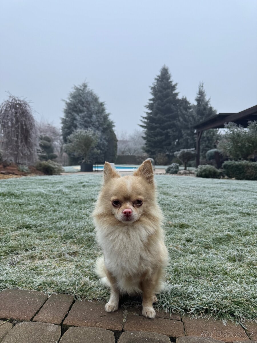 Čivava ke krytí - 3