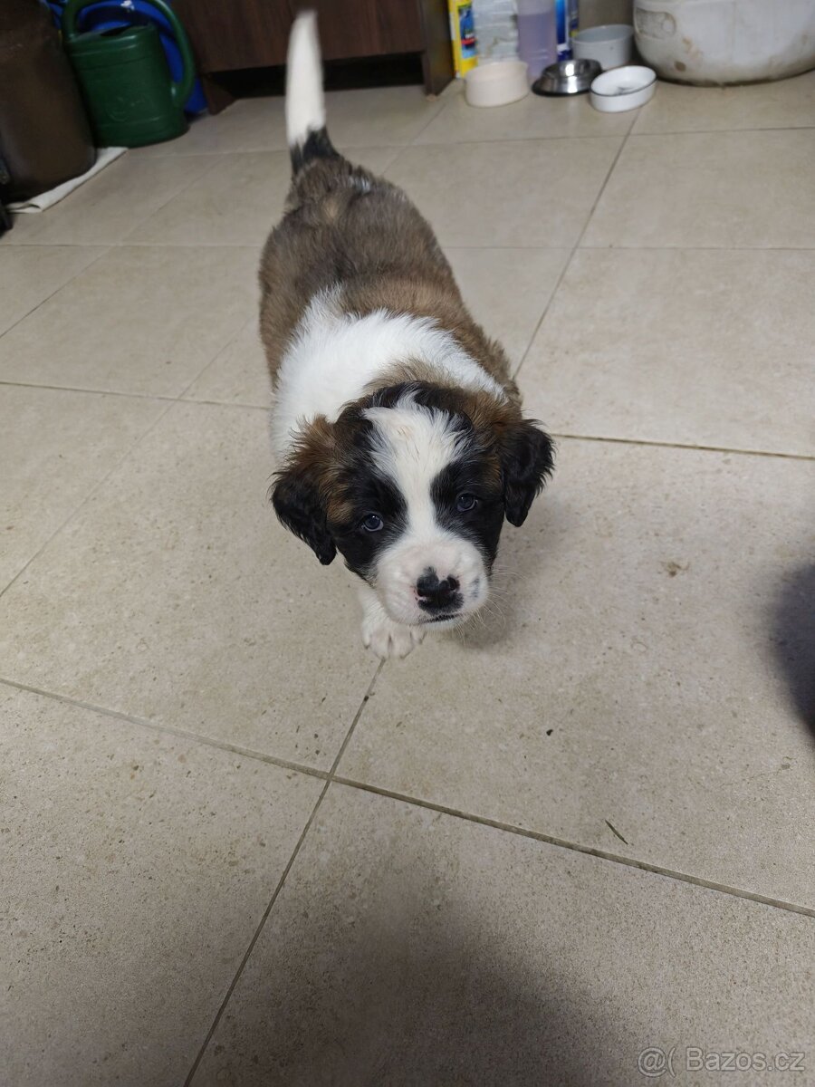 Predam steniatka Moskovsky Strazny Pes - 3