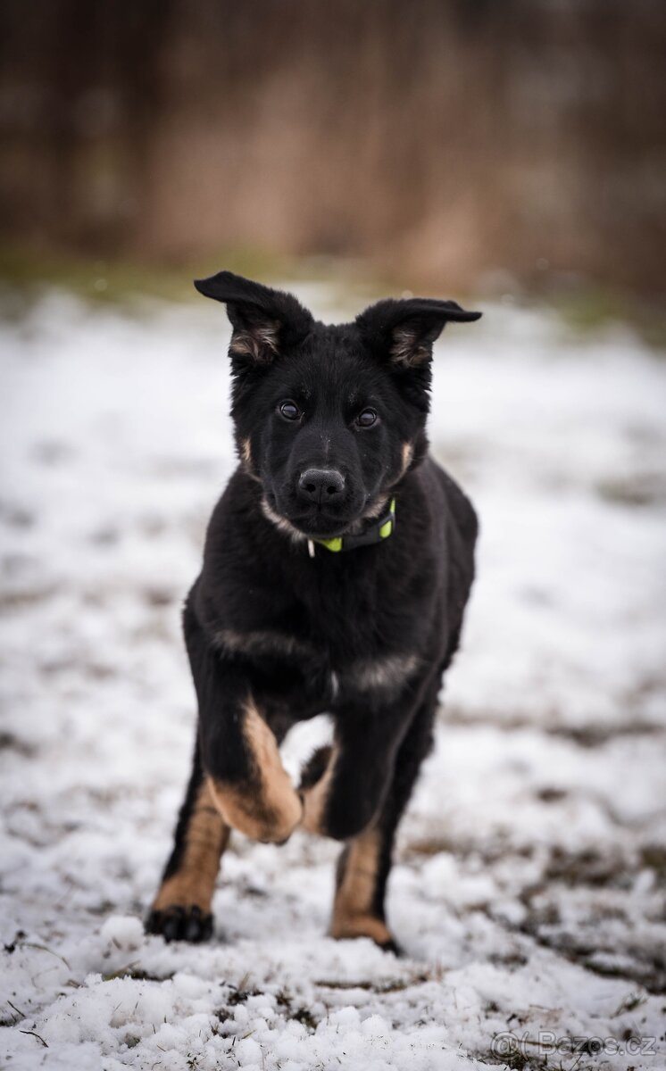 Štěně pes německý ovčák - 3