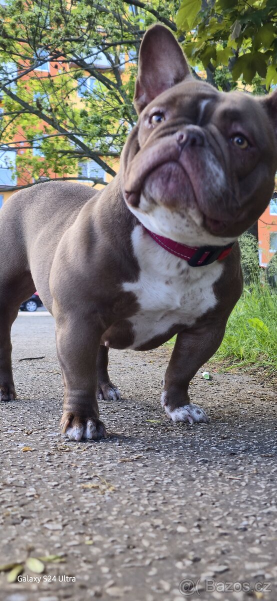 American bully exotic micro - 3