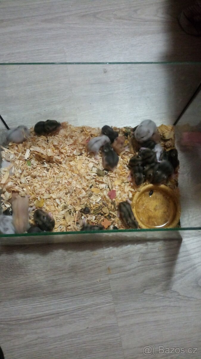 Dzungarsky křeček - 3