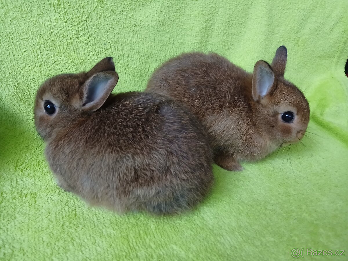 Zakrslý králíček - 3