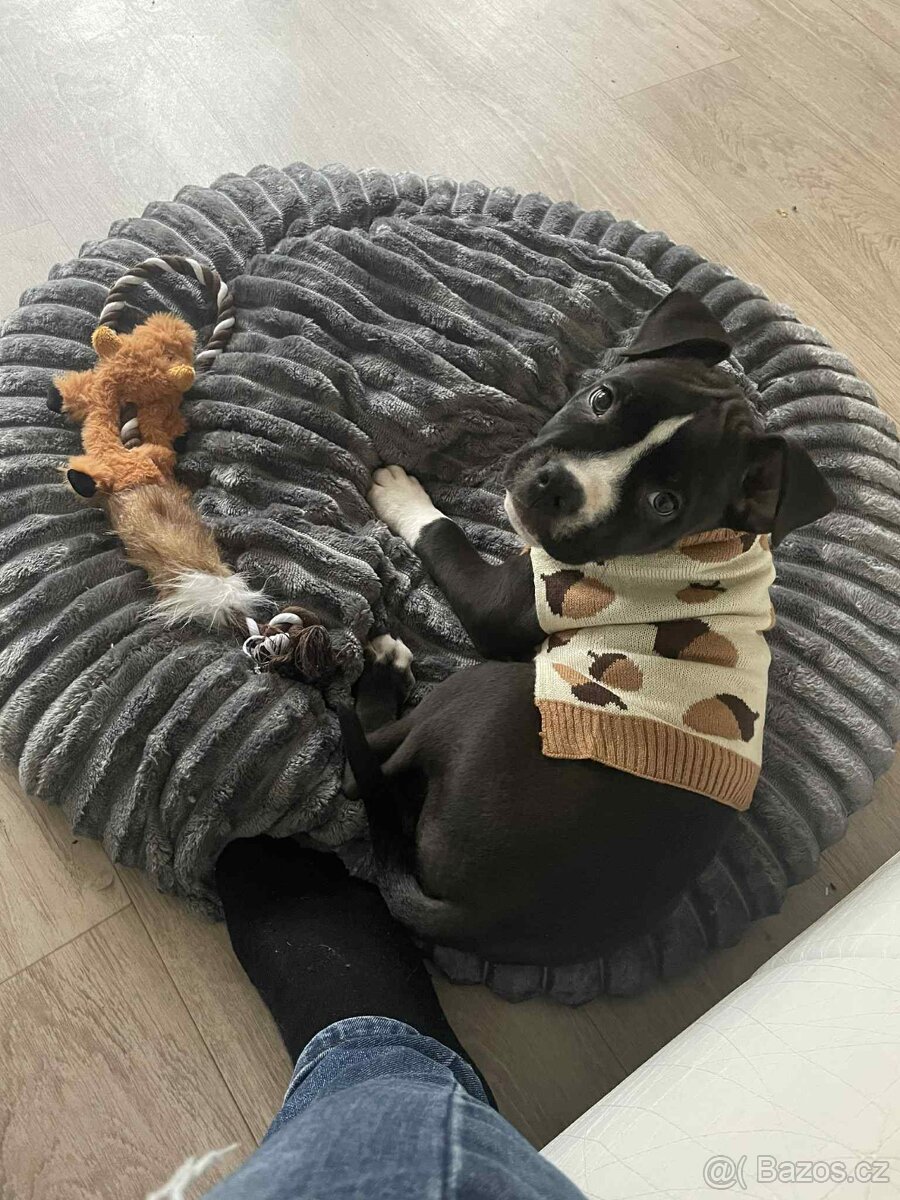 7měsíčnó štěně - 3