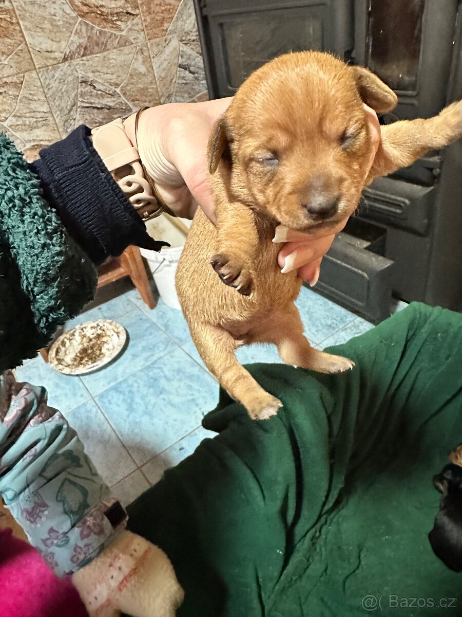 Pražský krysařík - 3