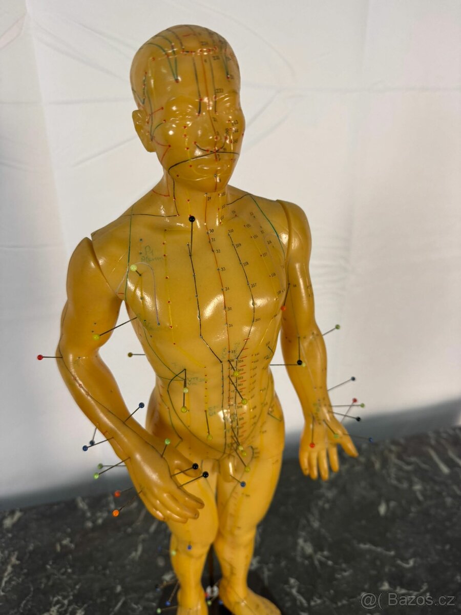 Akupunkturní model (520006) - 3