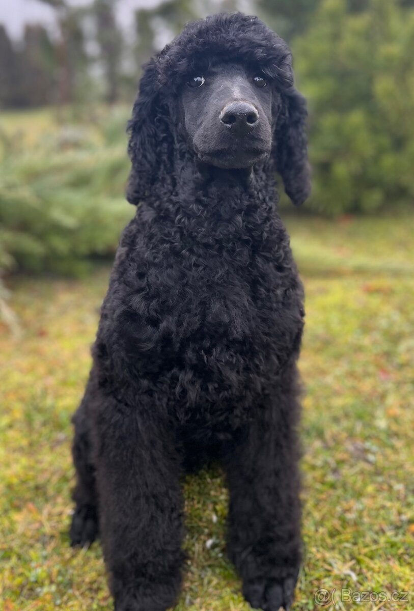 Pudl velký královský s PP - 3