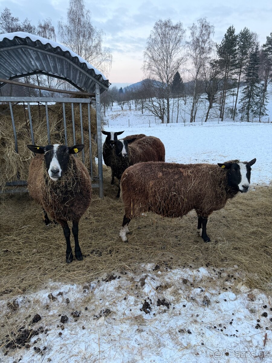 Ovečky Zwartbles - 3