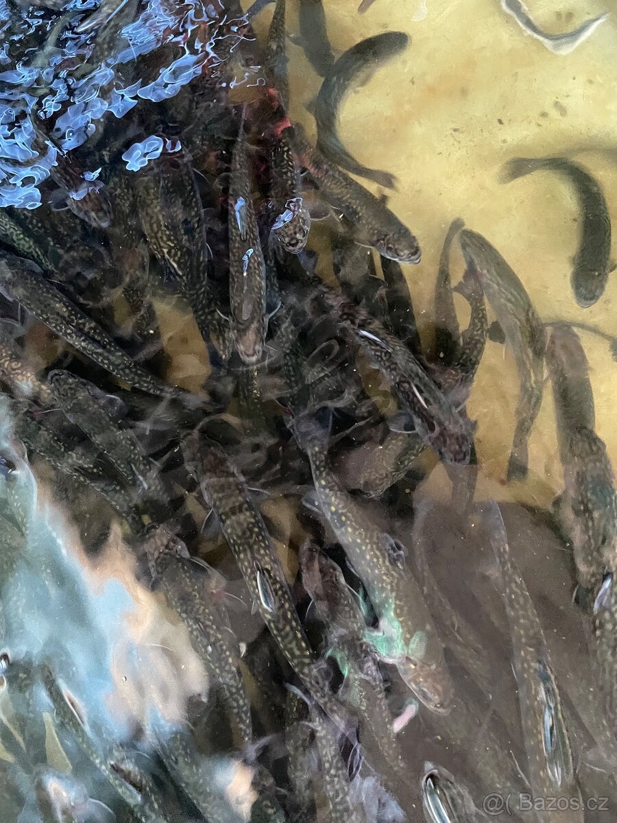 Siven americký, pstruh duhový, lososovitý - 3