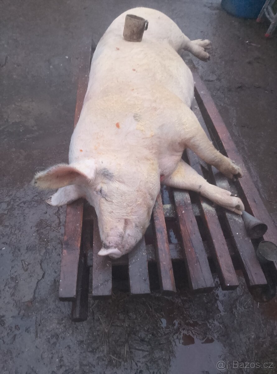 Prodám prasata - 3