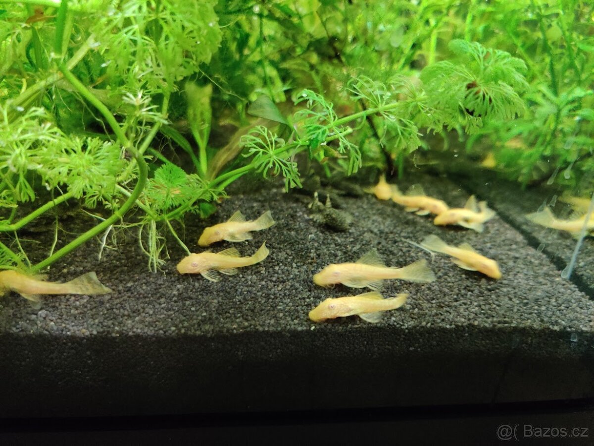 Ancistrus Krunýřovec Brno/ Pohořelice - 3