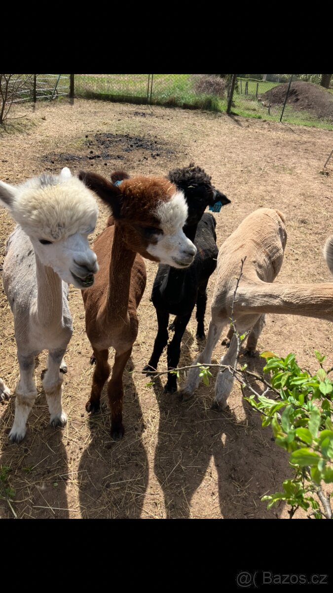 Alpaka samička - 3