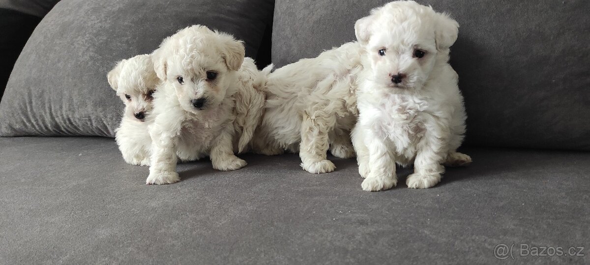 Bison štěňata s pp - 3