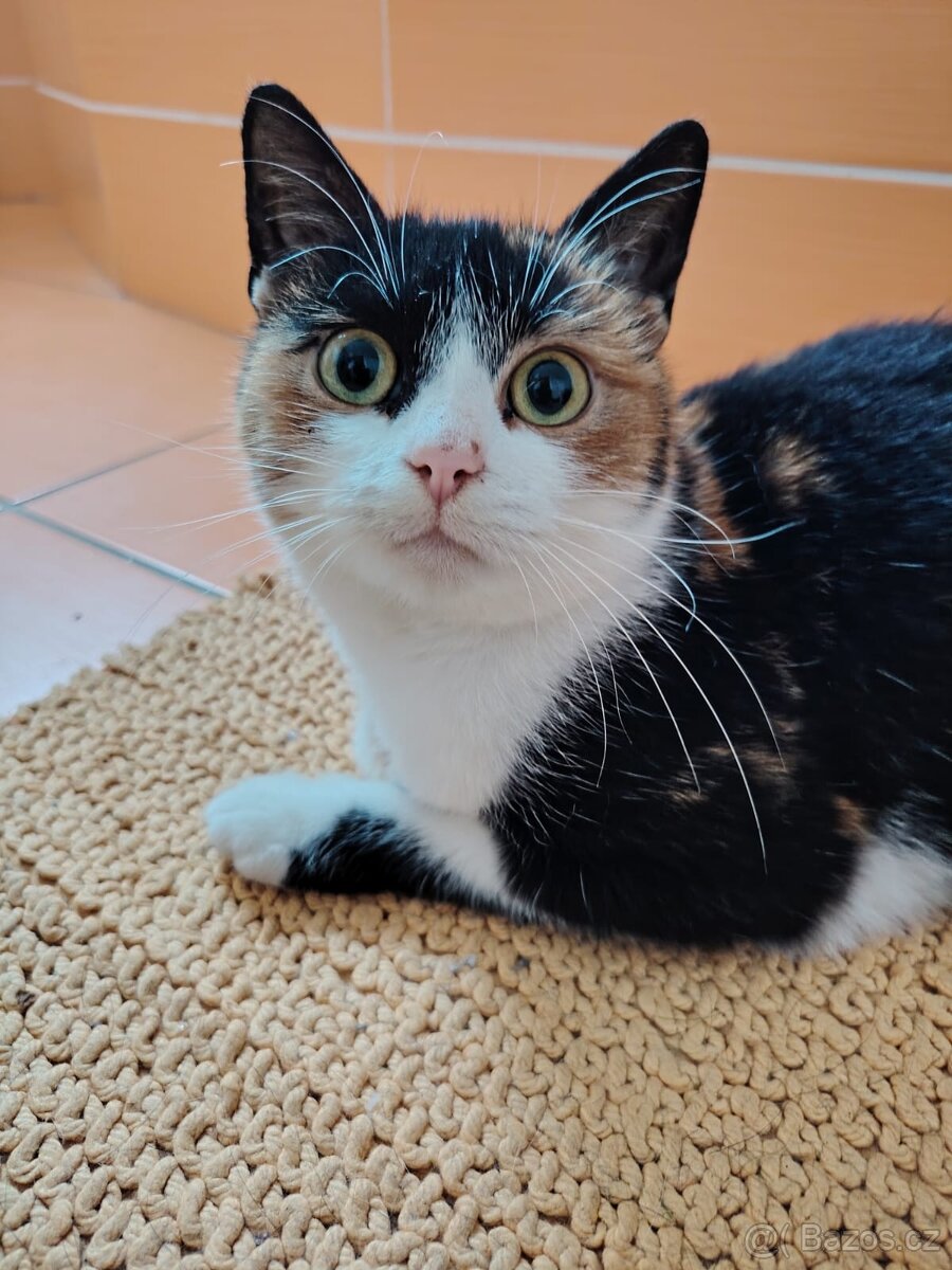 Darujeme krásnou roční tříbarevnou kočičku Leonku - 3