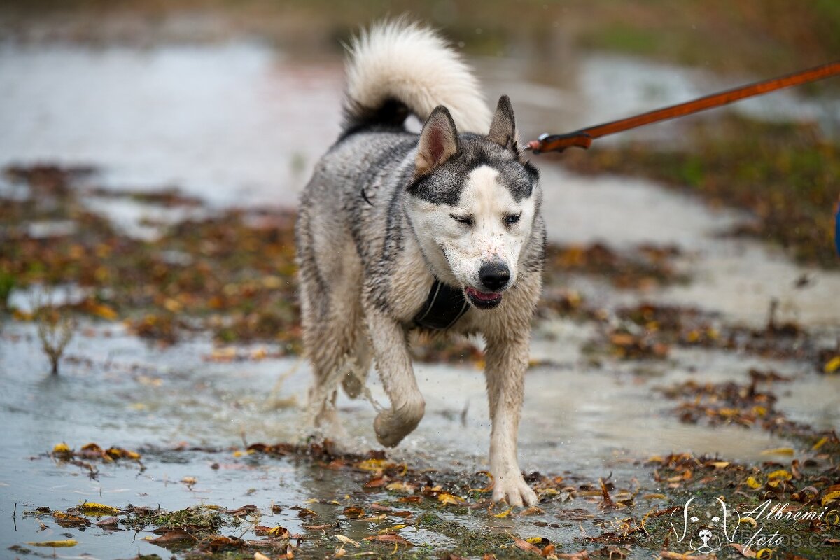 Daruji fenku sibiřský husky - 3