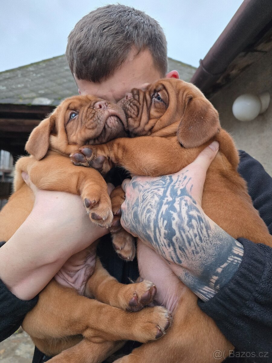 Bordeauxská doga s PP - 3