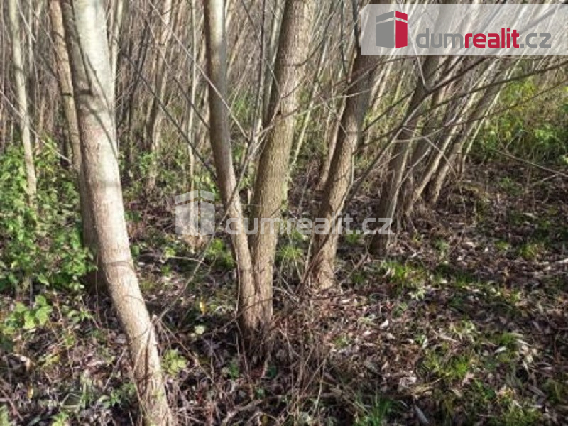 Prodej energetické plantáže rychlerostoucích dřevin 7 652 m2 - 3