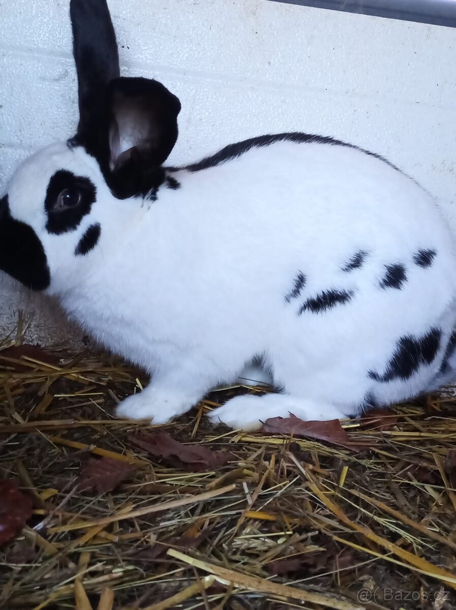 Německý obrovitý strakáč - 3