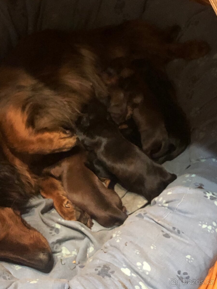 Jezevčík dlouhosrstý - 3