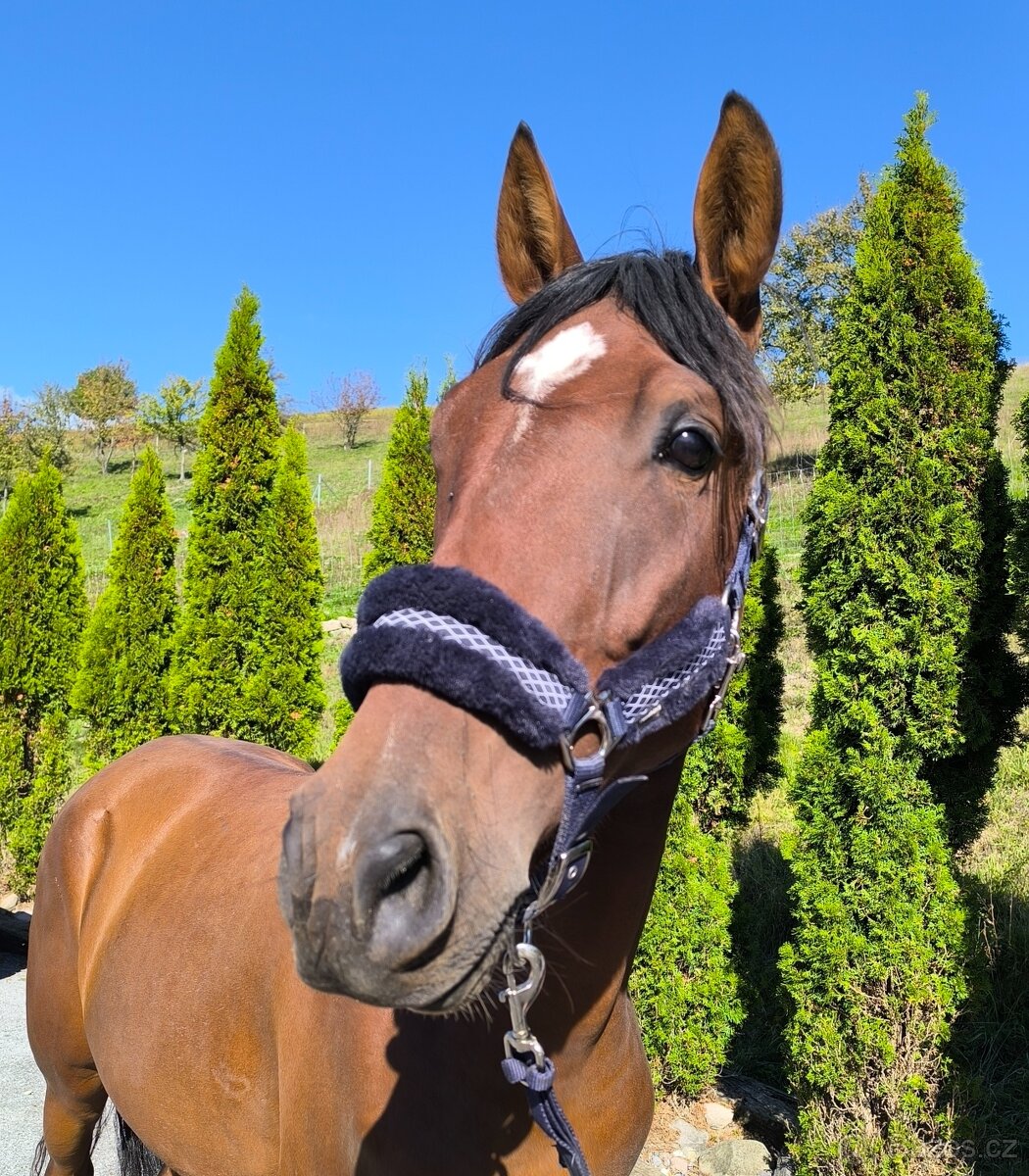 Figurantný 3r andalúzsky valach - 3