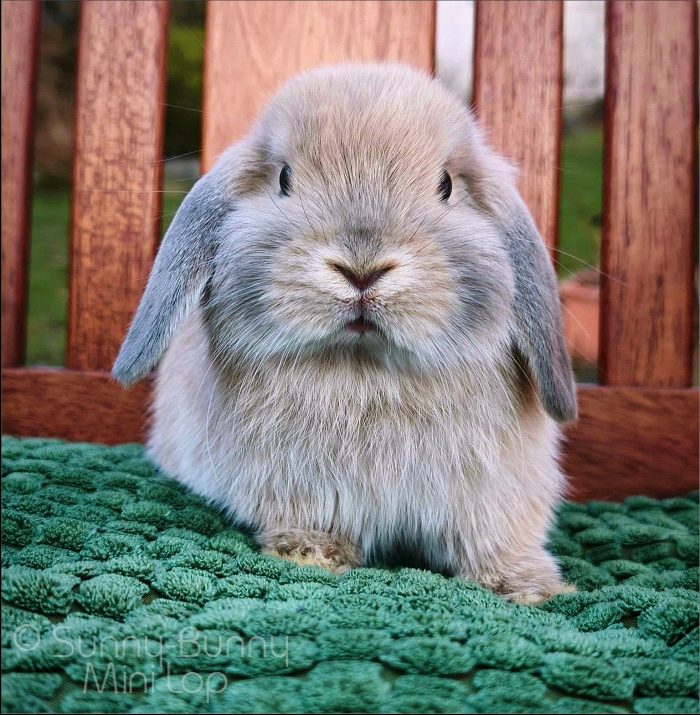 králíček MINILOP 💙 FLASH - 3