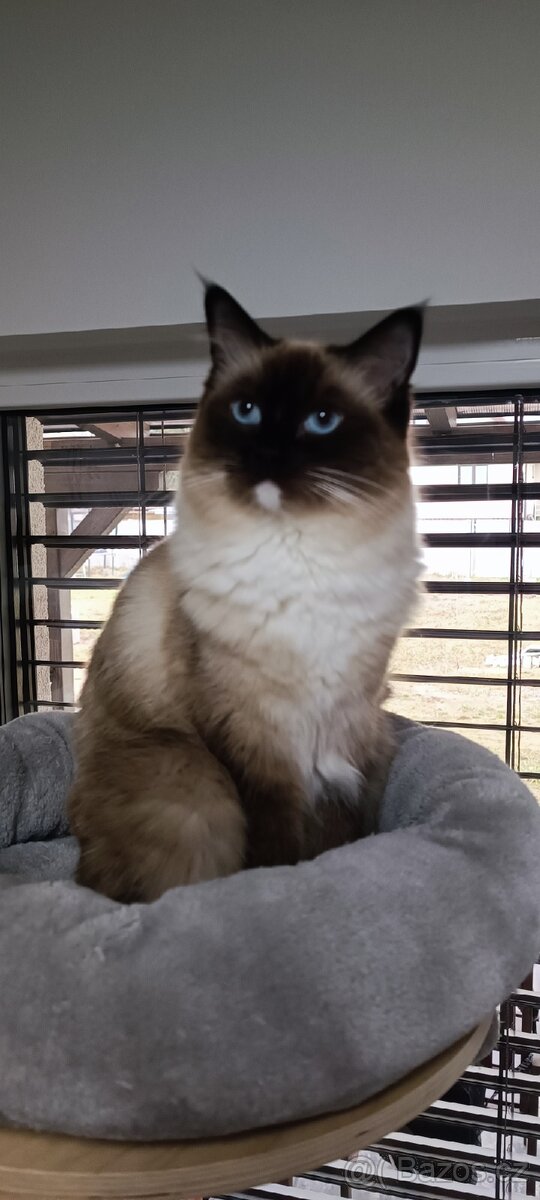 Prodám sourozence koček Ragdoll - 3