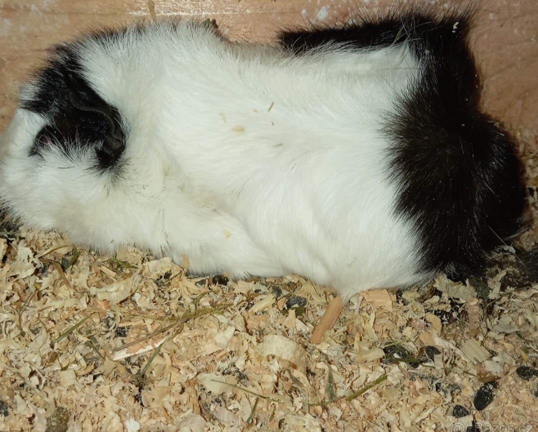 Morče rozetové samička - 3