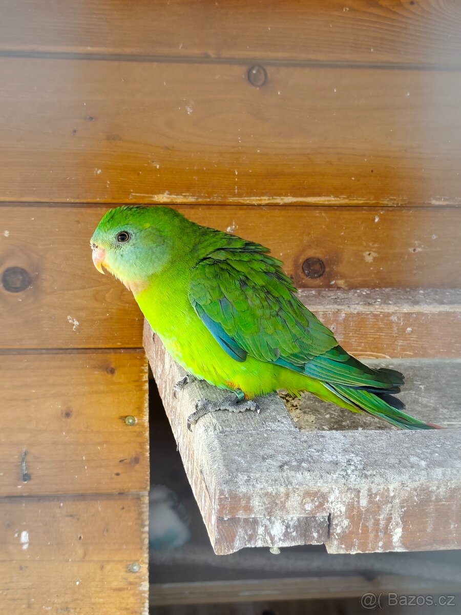 Papoušek nádherný - 3