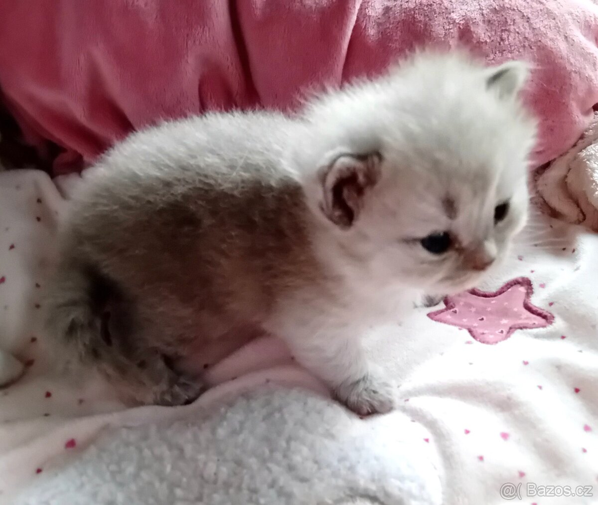 Britská koťátka s PP - 3
