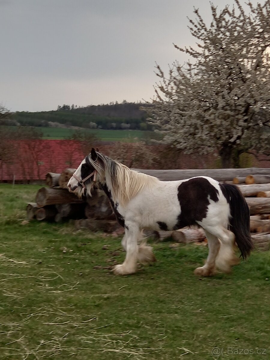 Irský cob - 3