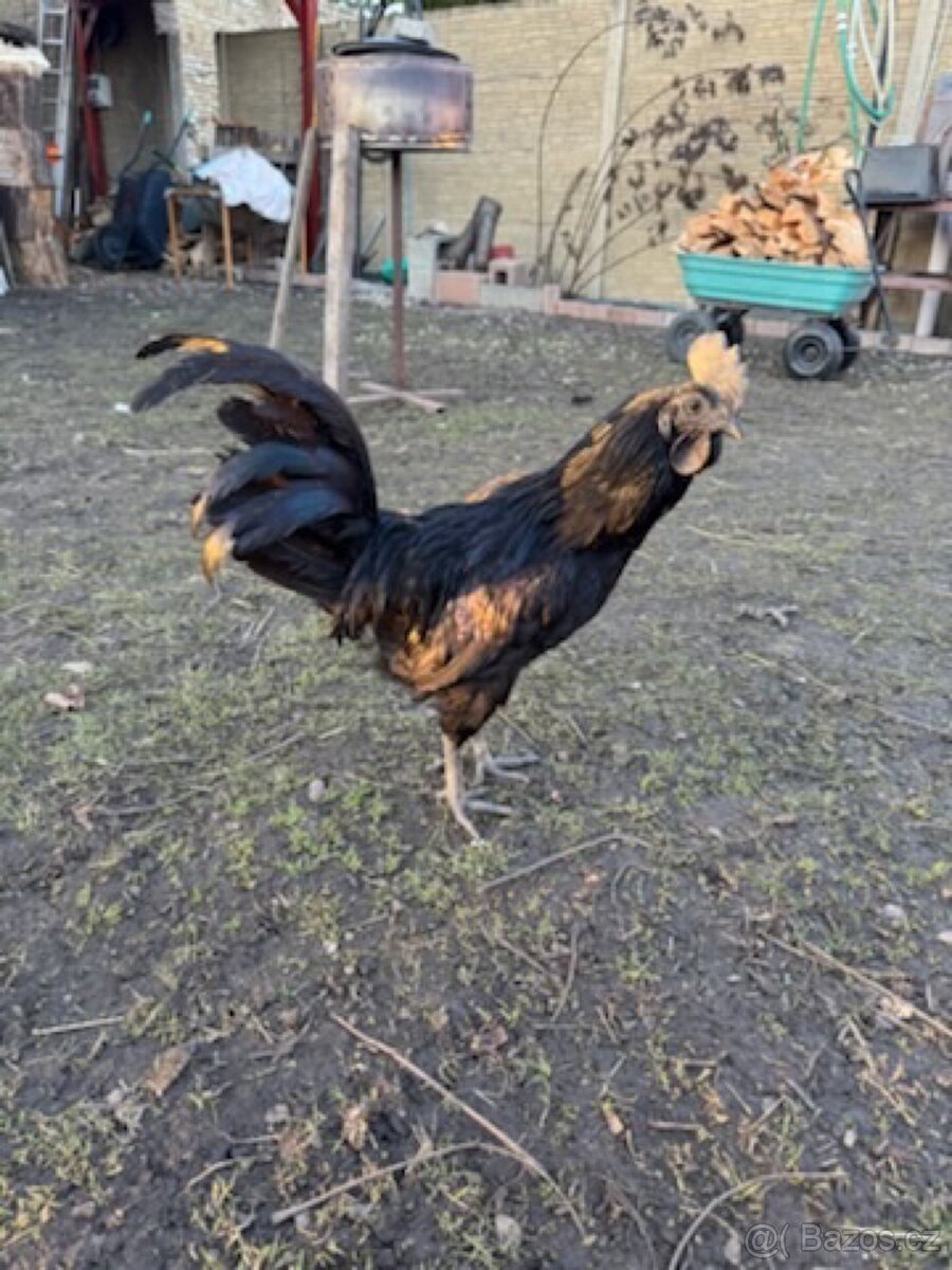 Kohout AYAM CEMANI se - 3