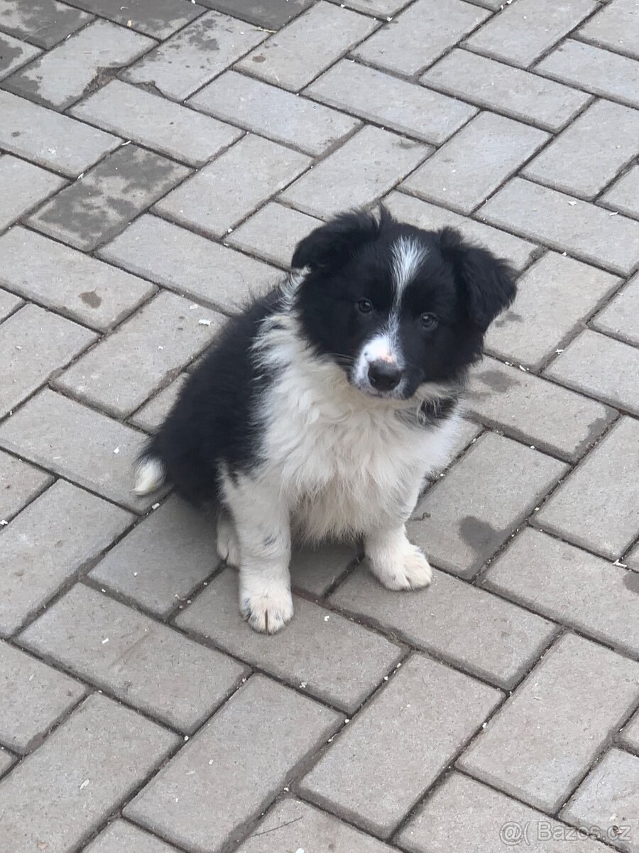 Border kolie - 3