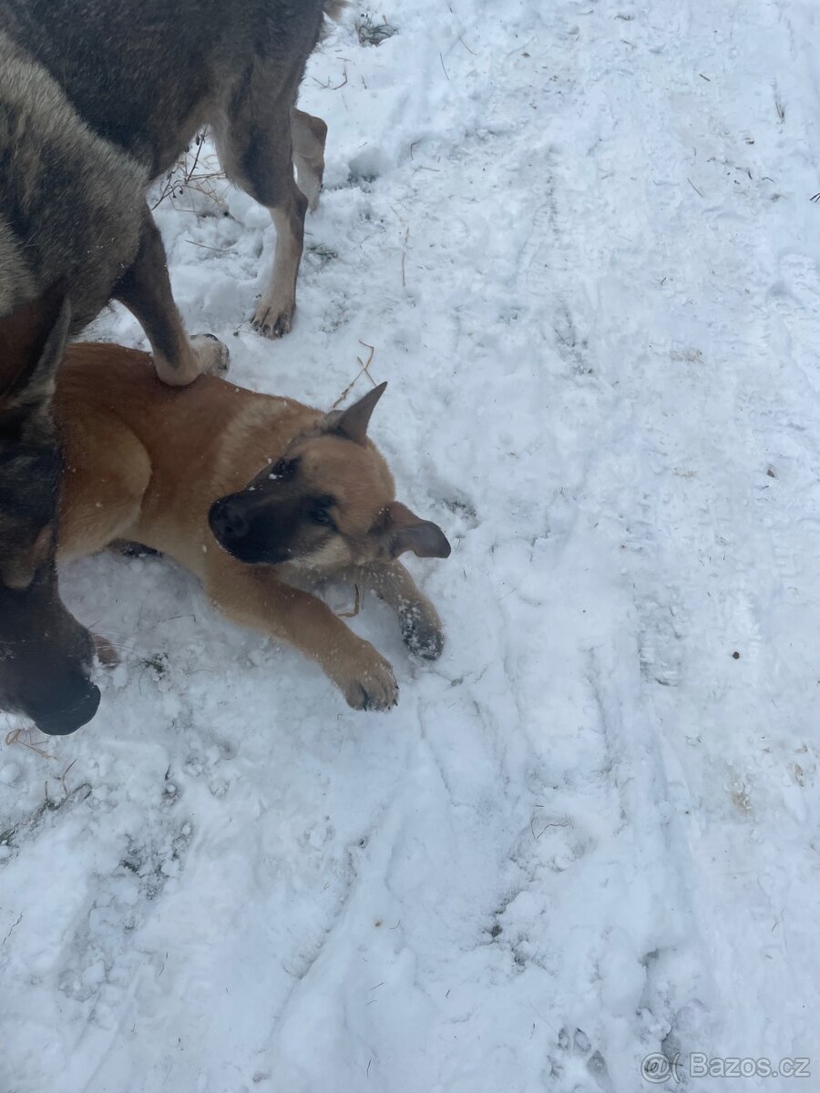 Stejně vlčáka - 3