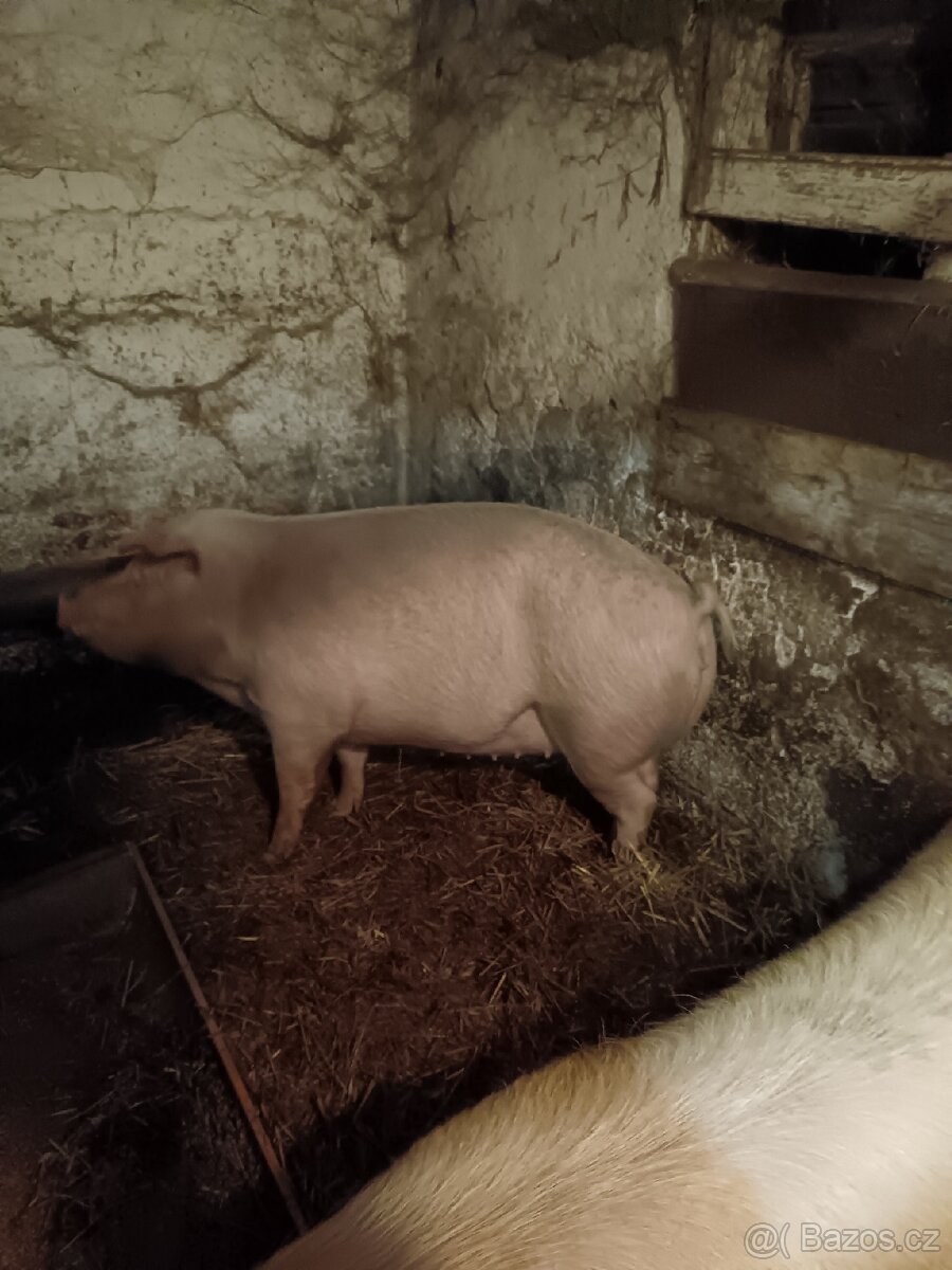 Prodám vykrmené prase - 3