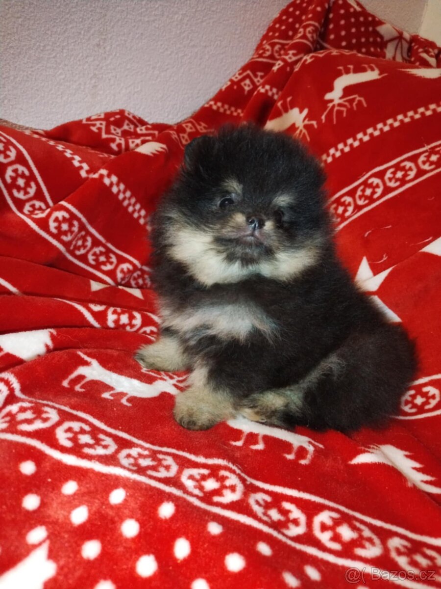 Pomeranian - 3