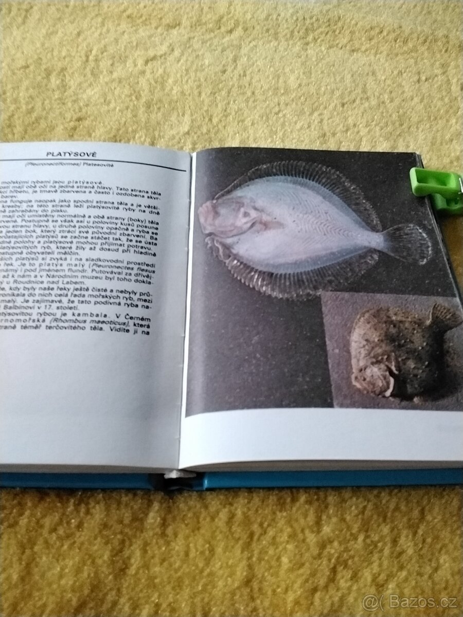 Atlas ryb a plazu - 3