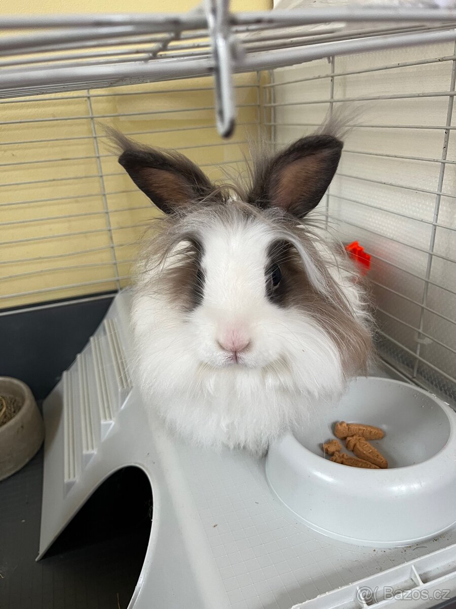 Zakrslý králík Tedy - 3