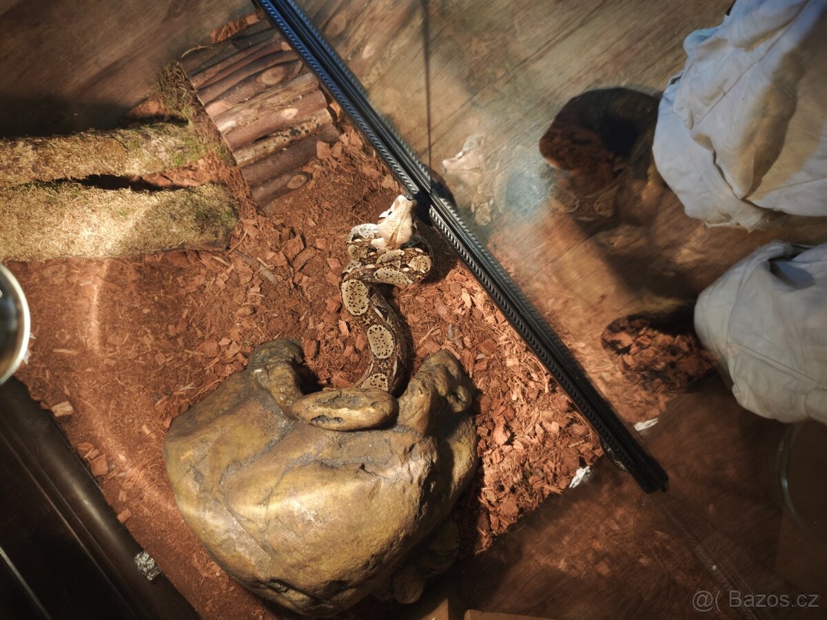 Hroznýš královský - 3