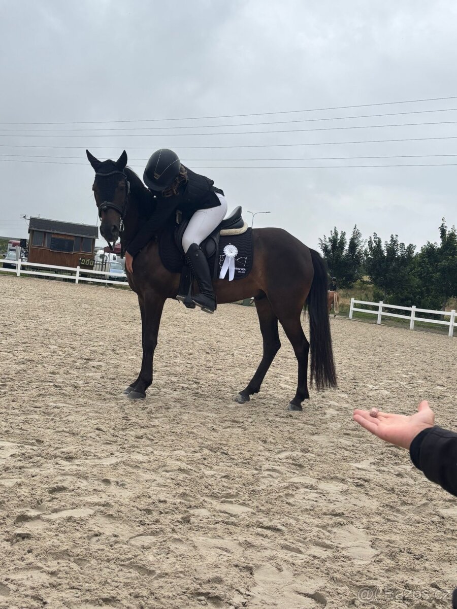 Pony valach na prodej - 3