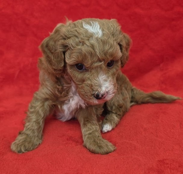 PUDL TRPASLIČÍ VÍCEBAREVNÝ - štěňátka s PP - 3